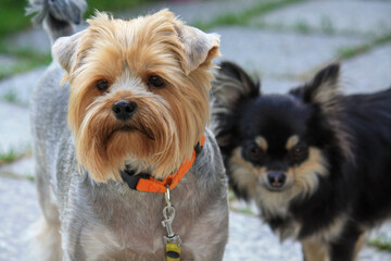 yorkshire terrier and chihuahua in the background