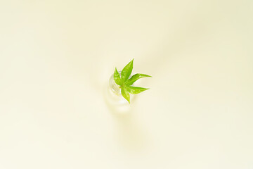 Fototapeta na wymiar Green nature background. Closeup view of green cannabis leaf with beauty bokeh.