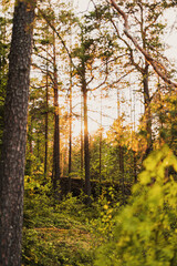 Obraz premium beautiful summer forest landscape in Monrepos park (forest in Vyborg)