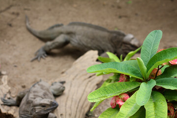 Fototapeta premium plant with flowers and blurred iguanas in the background
