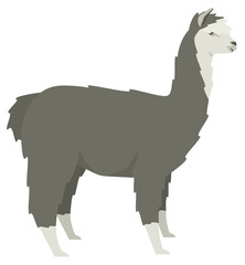 Gray llama Lama glama Flat vector illustration Isolated object