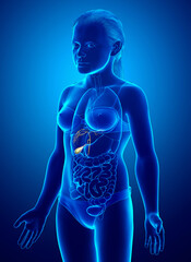 3d rendered medically accurate illustration of young girl Organs Gallbladder Anatomy