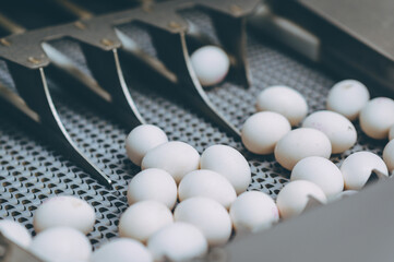 egg factory industry poultry conveyor production