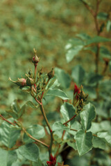 The leaves and buds of a spray rose with drops of water that grows in nature against the backdrop of grass.