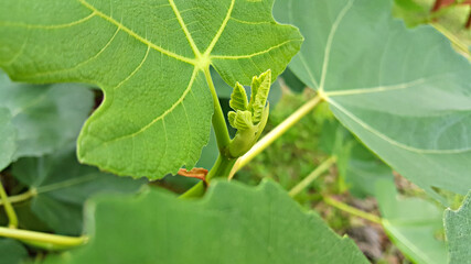 무화과나무 잎