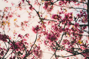 Fototapeta premium pink cherry blossom