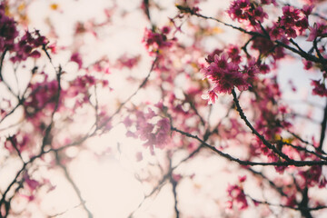 pink cherry blossom