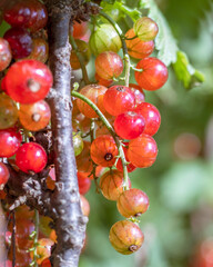 Redcurrant branch with ripe red berries close up.