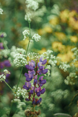 Flower field with herbs, ears and white flowers with purple lupins in the background and foreground