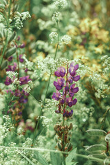Flower field with herbs, ears and white flowers with purple lupins in the background and foreground