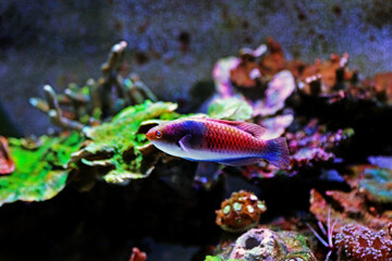 Fototapeta na wymiar Blue face wrasse saltwater fish in aquarium
