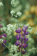Flower field with herbs, ears and white flowers with purple lupins in the background and foreground