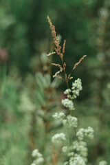 Flower field with herbs, ears of corn and white flowers with lupins in the background