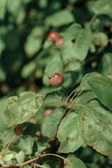 A branch of a young apple tree with small apples and green leaves.