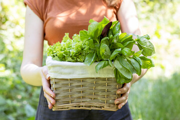 Girl carries from the garden a wicker basket with greens (salad and basil). Close up.