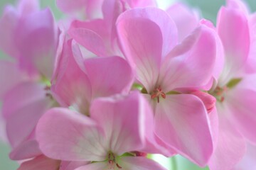 Pink pelargonium flowers, natural petal background