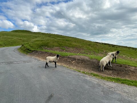 Sheep on high ground, with grass, and heavy clouds above in, Hetton, Skipton, UK