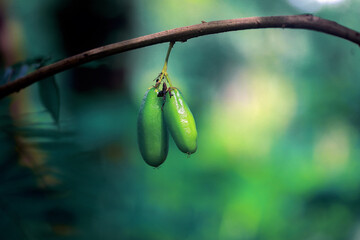 Kerala Fruits images Full Hd