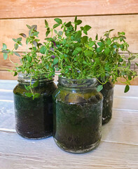 Green sprouts of thyme seedlings at home in glass jars
