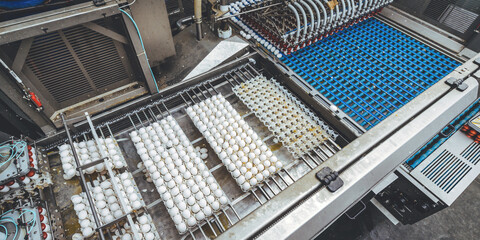 egg factory industry poultry conveyor production