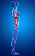 3d rendered medically accurate illustration of female Internal organs and circulatory system