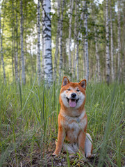 Shiba inu japanese dog puppy. 