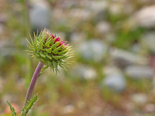 Wild thistle bud. Spiky plant with sharp spikes. Copy space, blurred background