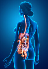 3d rendered medically accurate illustration of female Digestive System