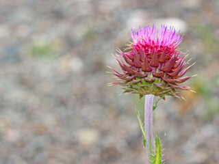 Wild pink thistle flower in bloom. Copy space, blurred background