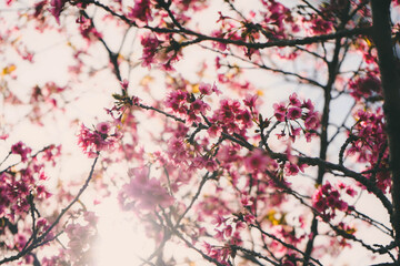 Cherry tree