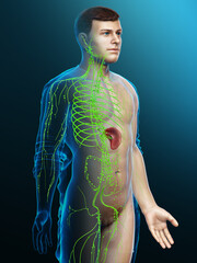 3d rendered medically accurate illustration of a male lymphatic system