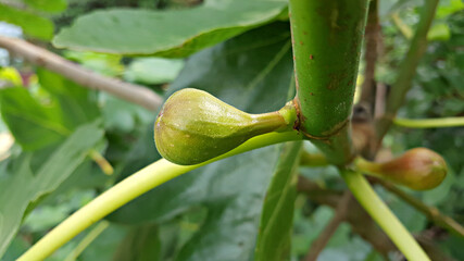 무화과나무에 열린 무화과 열매