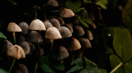 conjunto de hongos campana pequeños, magico, fondo macro de hongos pequeños 
