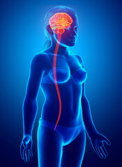 3d rendered medically accurate illustration of young girl brain