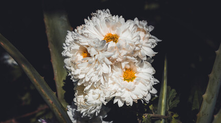 Crisantemo blanco con centro amarillo, fondo de flores blancas crisantemo  © Alejandra G.R 