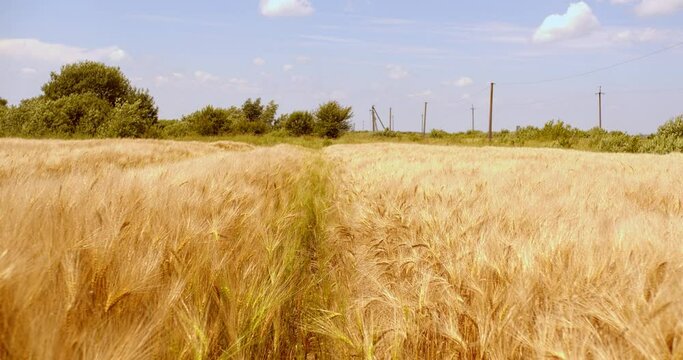 Tall ears of wheat on a field the sun is at its zenith