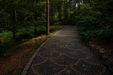 dark dramatic forest landscaping park nature environment space with early autumn brown colors and paved trail for promenade and walking