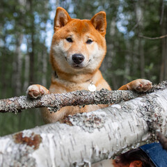 Shiba inu japanese dog puppy. 