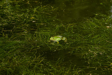 frog animal photography in swamp vivid green blossom seaweed nature environment scenic view