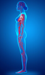 3d rendered medically accurate illustration of Female arteries