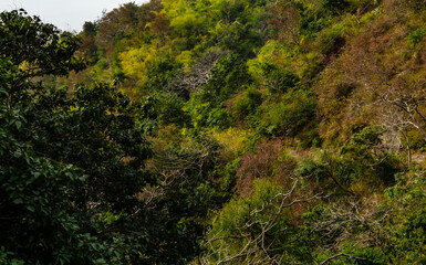 photography of mountain covered with trees, nature concept.