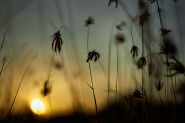 Golden sky and meadow in a summer wheat field at sunset
