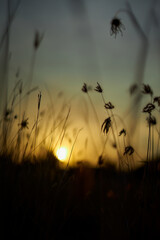 Golden sky and meadow in a summer wheat field at sunset