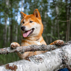 Shiba inu japanese dog puppy. 