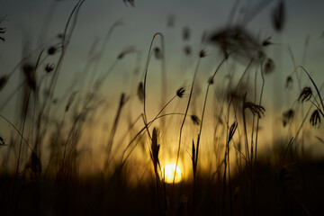 Golden sky and meadow in a summer wheat field at sunset