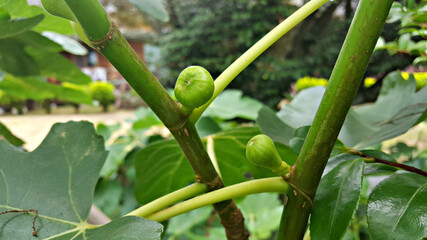 무화과나무에 열린 무화과 열매