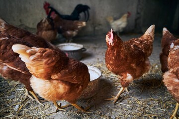 Hens at organic farm