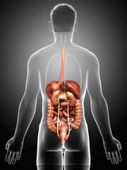 3d rendered medically accurate illustration of male Digestive System