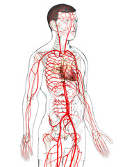 3d rendered medically accurate illustration of male arteries