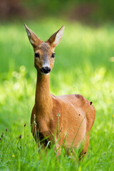 Beautiful roe deer doe, capreolus capreolus, standing on meadow in the summer. Adorable mammal looking to the camera. Wild animal observing on grassland in nature.